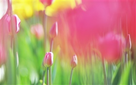 Red tulips flowers, blurry background