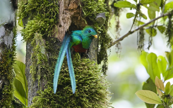Resplendent Quetzal, out of nest, blue feather bird, Costa Rica Wallpapers Pictures Photos Images