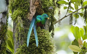 Resplendent Quetzal, out of nest, blue feather bird, Costa Rica HD wallpaper