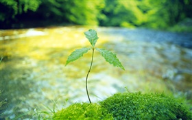 River, trees bud, spring HD wallpaper