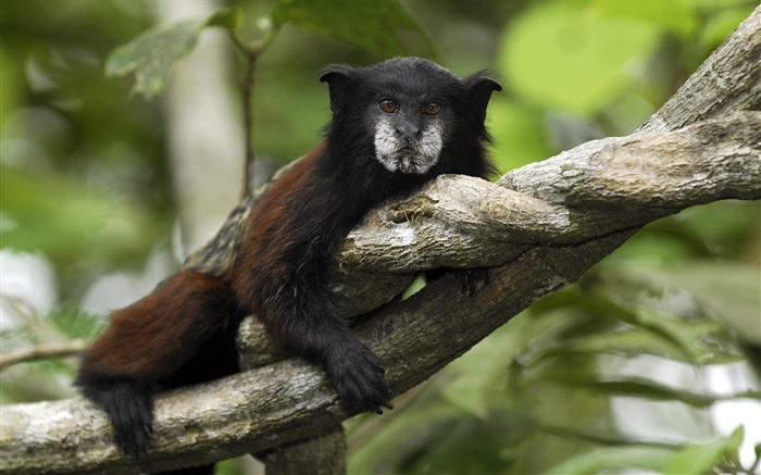 Saddleback tamarin, Peru Wallpapers Pictures Photos Images