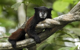 Saddleback tamarin, Peru HD wallpaper