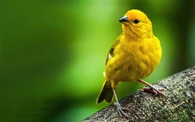 Saffron finch, yellow feather bird HD wallpaper