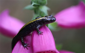Salamander close-up HD wallpaper