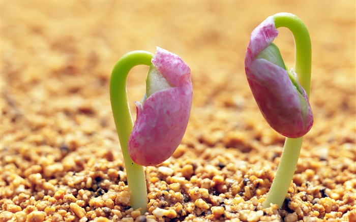 Sand, two sprouts Wallpapers Pictures Photos Images