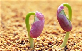 Sand, two sprouts HD wallpaper