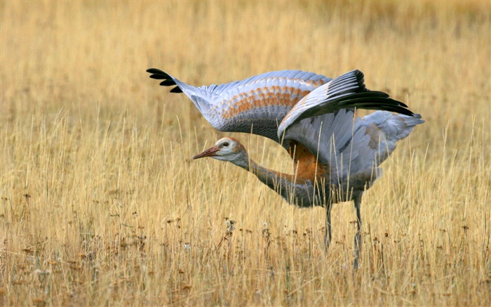 Sandhill Crane in Yellowstone Park Wallpapers Pictures Photos Images