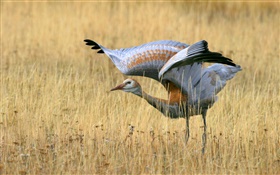 Sandhill Crane in Yellowstone Park HD wallpaper
