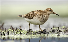 Sandpiper foraging, birds, Canada HD wallpaper