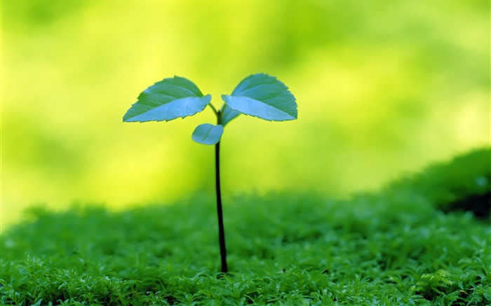 Saplings sprouting, spring Wallpapers Pictures Photos Images