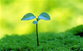 Saplings sprouting, spring HD wallpaper