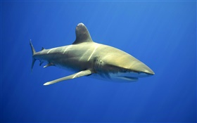 Sea sharks HD wallpaper