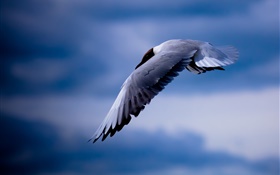 Seagull flying, blue sky HD wallpaper