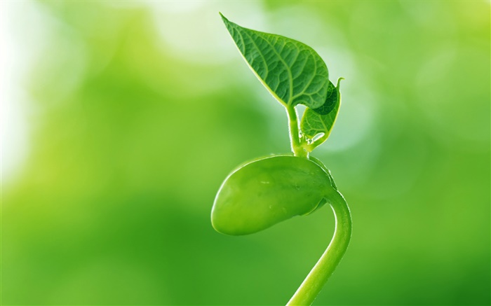 Seed buds, grass, spring Wallpapers Pictures Photos Images