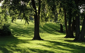 Shadows, grass, trees, sun rays HD wallpaper