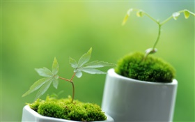 Small bonsai close-up, bokeh HD wallpaper