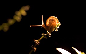 Snail, black background HD wallpaper