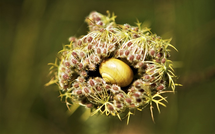 Snail in the plant Wallpapers Pictures Photos Images
