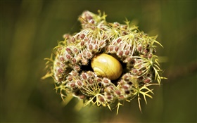 Snail in the plant HD wallpaper