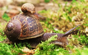 Snail mother and cub HD wallpaper