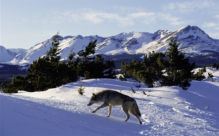 Snow wolf Wallpapers Pictures Photos Images