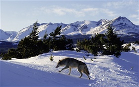 Snow wolf HD wallpaper