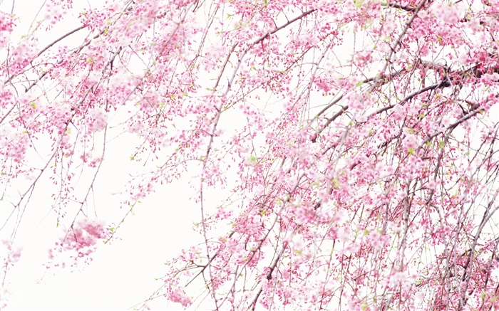 Spring beautiful flowers, pink cherry Wallpapers Pictures Photos Images