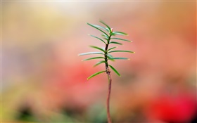 Spring, buds, bokeh HD wallpaper