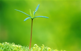 Spring, buds, dew HD wallpaper