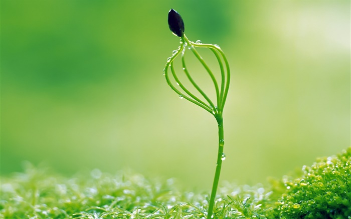 Spring buds, drops, bokeh Wallpapers Pictures Photos Images