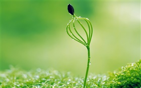Spring buds, drops, bokeh HD wallpaper