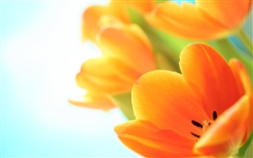 Spring flowers, orange tulips