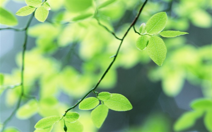 Spring, green leaves Wallpapers Pictures Photos Images