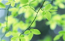 Spring, green leaves HD wallpaper