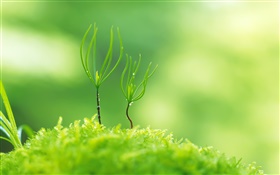 Spring, green shoots HD wallpaper