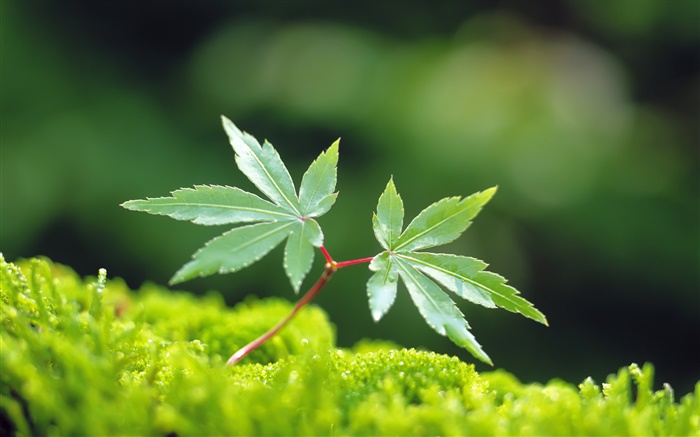 Spring leaves, green maple leaf Wallpapers Pictures Photos Images