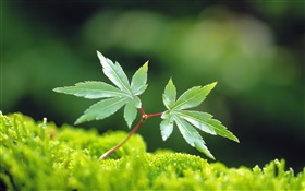 Spring leaves, green maple leaf HD wallpaper