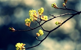 Spring, twigs, fresh leaves, bokeh HD wallpaper