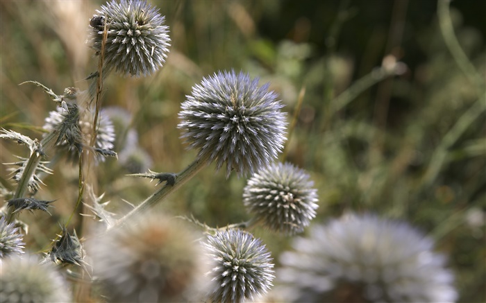 Stab ball flowers Wallpapers Pictures Photos Images