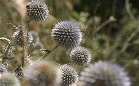 Stab ball flowers HD wallpaper