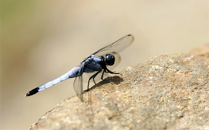 Stones, dragonfly Wallpapers Pictures Photos Images
