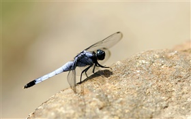 Stones, dragonfly HD wallpaper