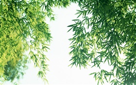 Summer fresh bamboo leaves HD wallpaper