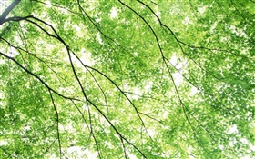 Summer, maple trees, green, sun rays HD wallpaper