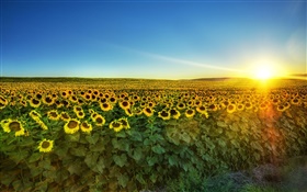 Sunflower in full bloom, sun, field HD wallpaper