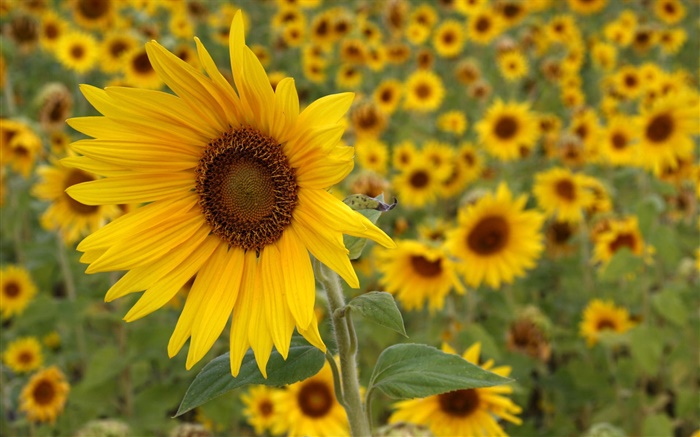 Sunflower yellow flowers Wallpapers Pictures Photos Images