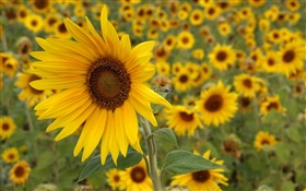 Sunflower yellow flowers HD wallpaper