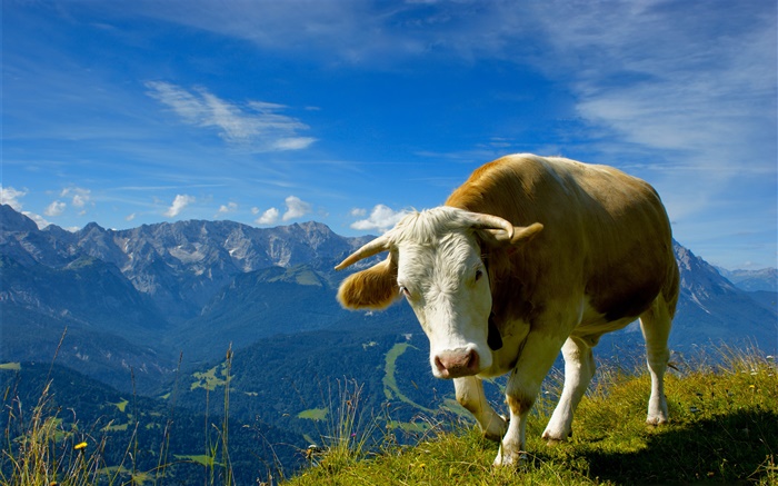 The mountains bulls Wallpapers Pictures Photos Images