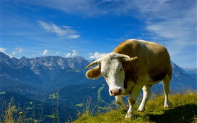 The mountains bulls HD wallpaper