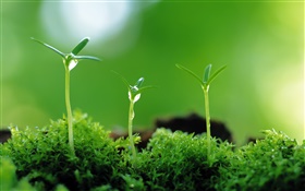 Three green shoots of spring HD wallpaper